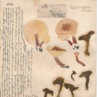 Dried mycological specimens, collected in Yuzaki, Kii Peninsula and illustrated by Minakata Kumagusu (1902). | NATIONAL MUSEUM OF NATURE AND SCIENCE