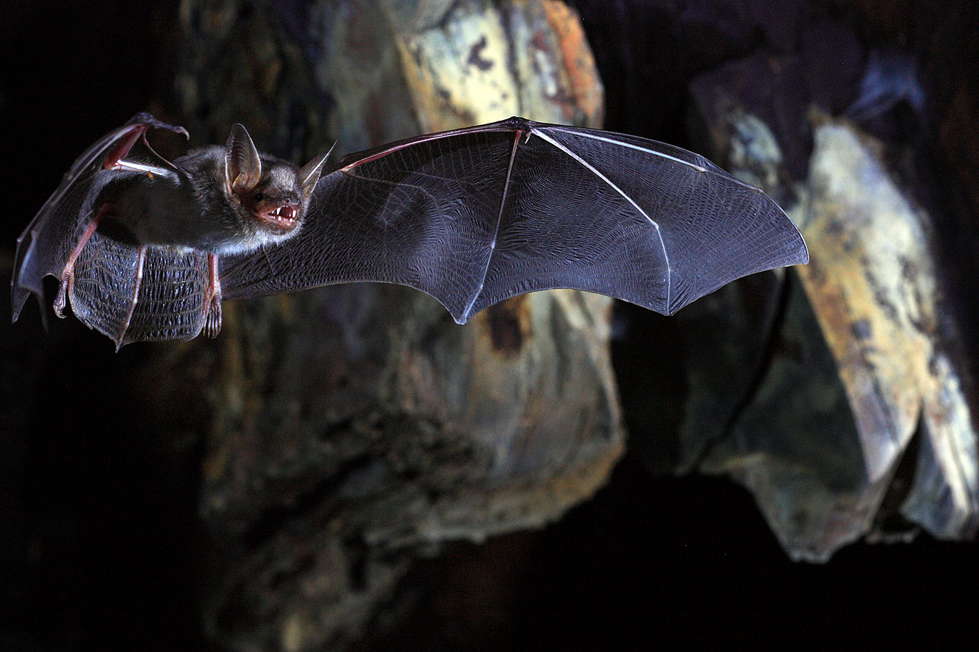 The greater mouse-eared bat's secret of long life could be the focus of future studies on extending healthy life spans in people. | REUTERS