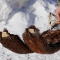 Alimase holds his horsehide skis on Jan. 27. | REUTERS