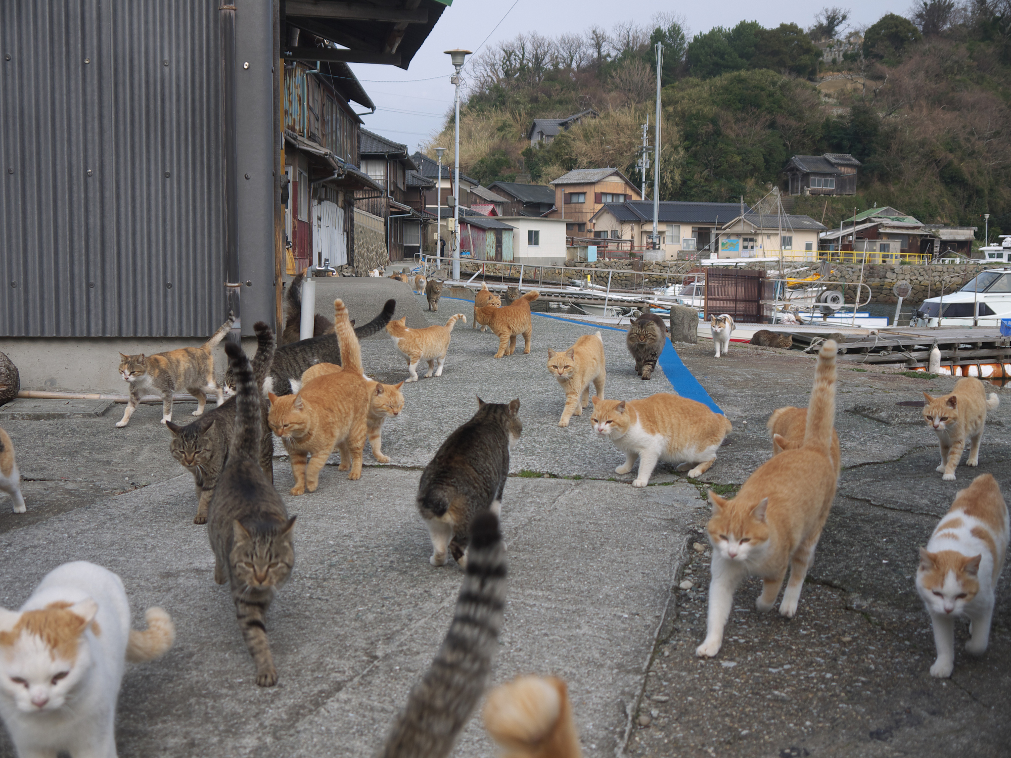 Japan s big brands go cat crazy for Neko No Hi The Japan Times