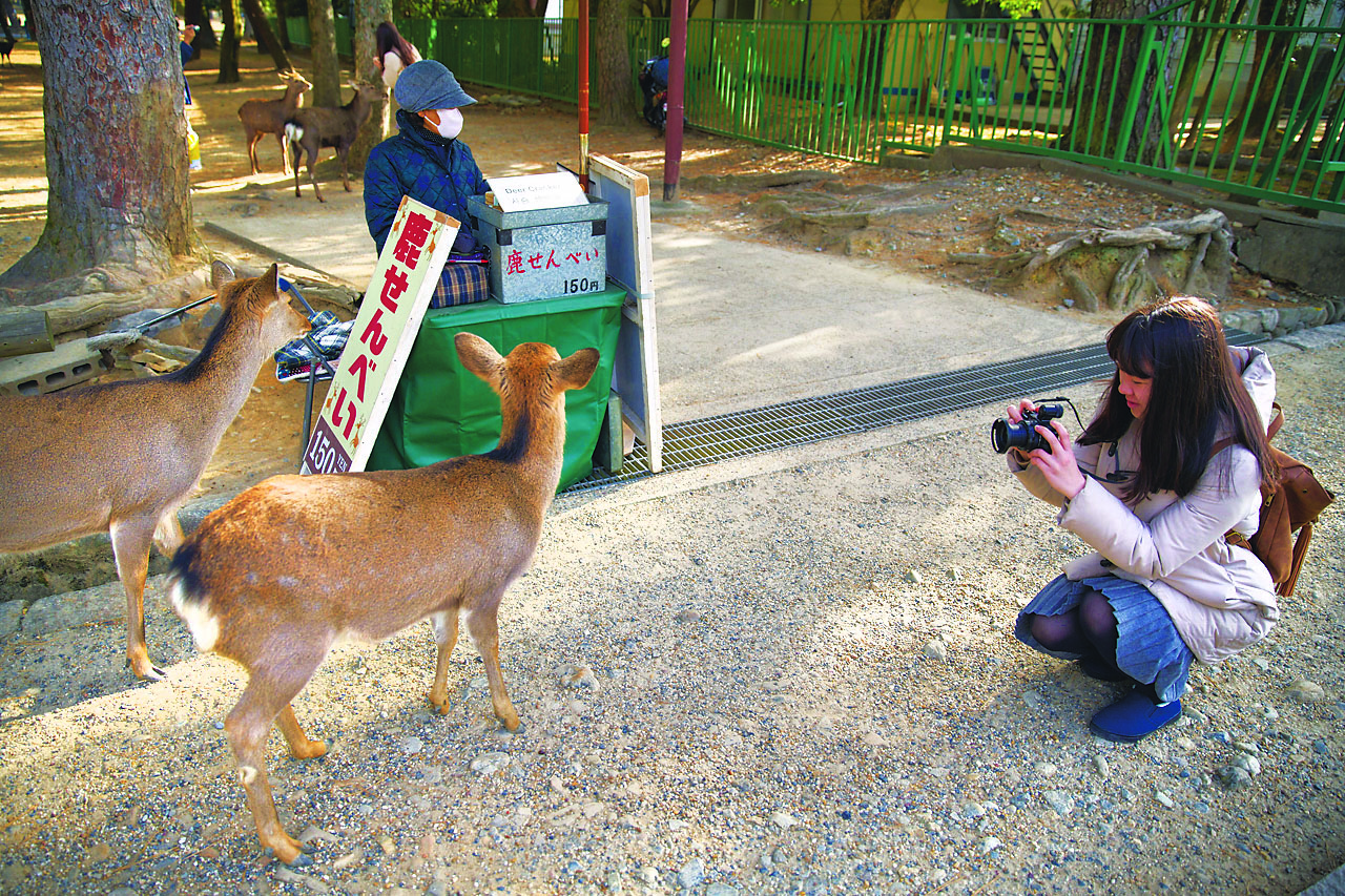 Visiting from Tokyo, 17-year-old Aoi Naito tries to determine the best angle for a photo as wild deer approach a stall selling shika senbei (deer crackers), in Nara Park in the city of Nara. | YOSUKE NAITO