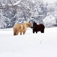 A little horseplay: Eight-year-old geldings Yuki-maru (left) and Chacha-maru enjoy the winter snow in Kurohime, Nagano Prefecture. | AYA MIDORIKAWA