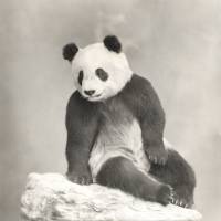 Animal art: An image from Hsu Chia-Wei\'s \"Black &amp; White  &#8212; Panda.\" | © MEIRO KOIZUMI