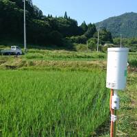 A water management sensor developed by NTT Docomo, Inc. in an Iriya rice field. | NTT DOCOMO, INC.