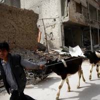 A Child is seen with his cows in the besieged town of Douma, eastern Ghouta, in Damascus Thursday. | REUTERS