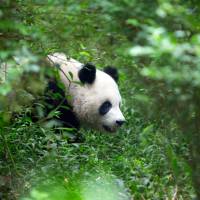 A Chinese giant panda in the wild | ISTOCK