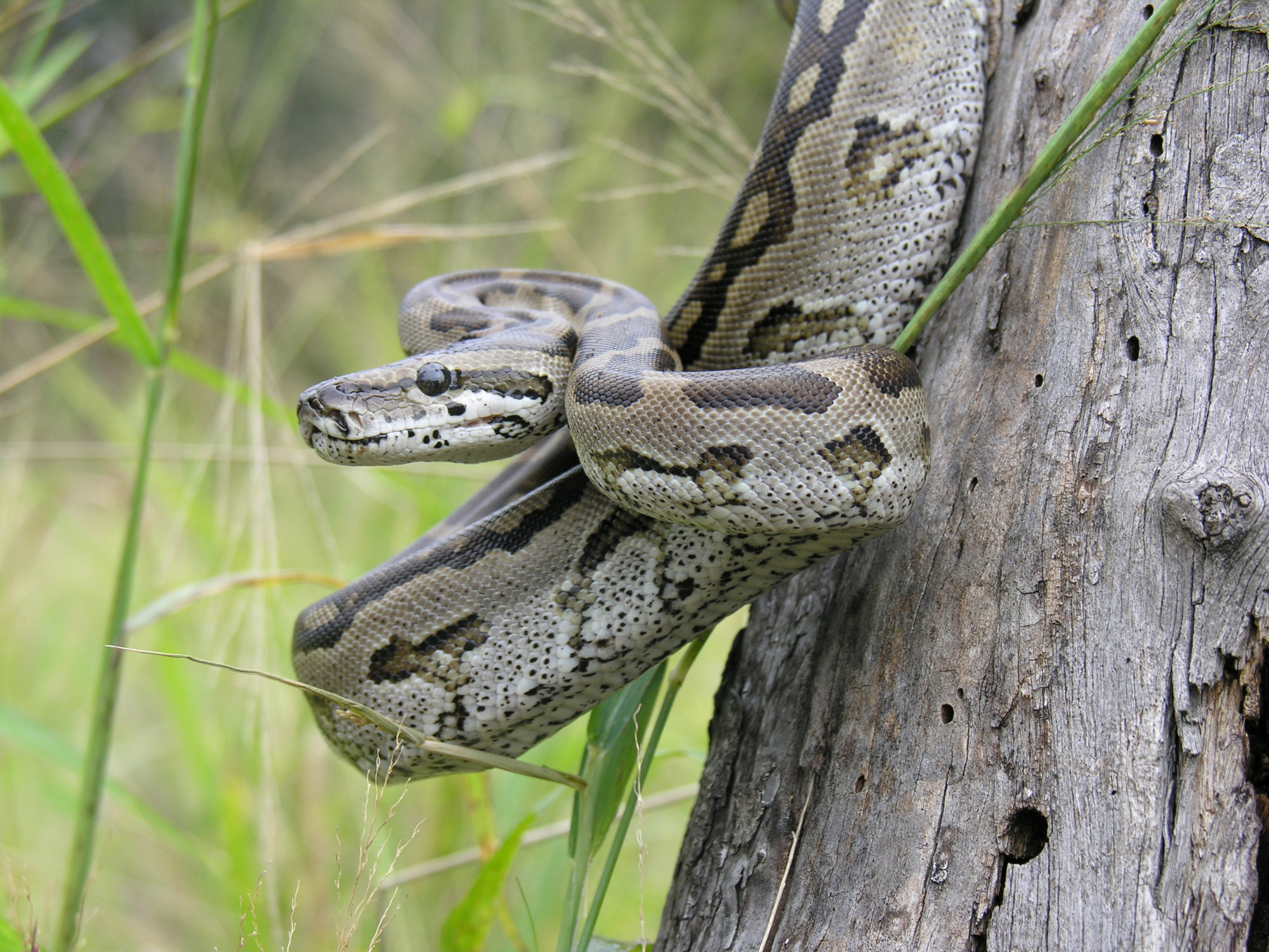 A Southern African python | REUTERS