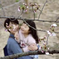 This spring\'s first bloom of the Somei-Yoshino variety of cherry tree has been confirmed in the city of Kochi. | KYODO