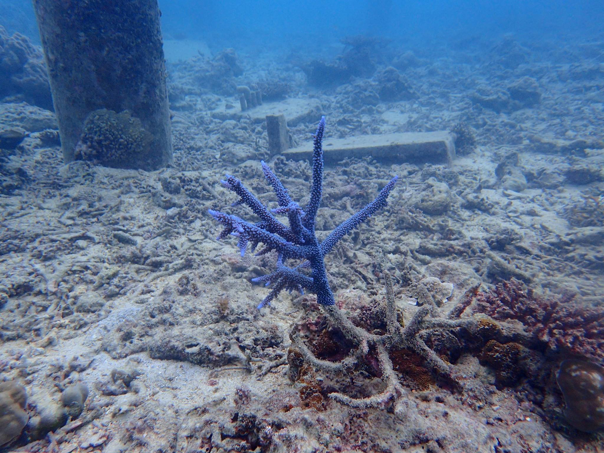A photo from one of Diving School Umicoza's dives in 2017 shows a single blue branching coral amid the brown rubble of a collapsed reef. | COURTESY OF DIVING SCHOOL UMICOZA