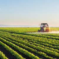 Cash crop: Brazil exports half a million tons of soy beans to Japan each year. | GETTY IMAGES
