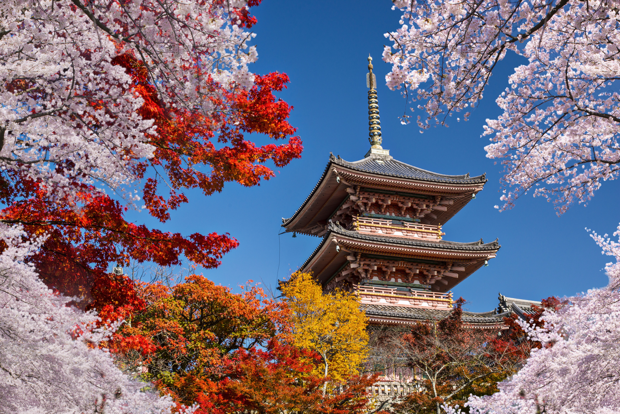 Through genetic manipulation, Kyoto University researchers have cracked the code of cherry trees and found a way to make them bloom in both spring and fall. | GETTY IMAGES