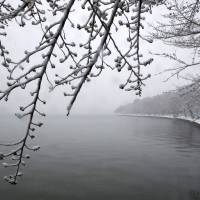 Falling snow coats cherry blossoms on March 21 in Washington. Japan\'s gift of 3,000 cherry trees to the U.S. in 1912 is one that keeps giving. | AP
