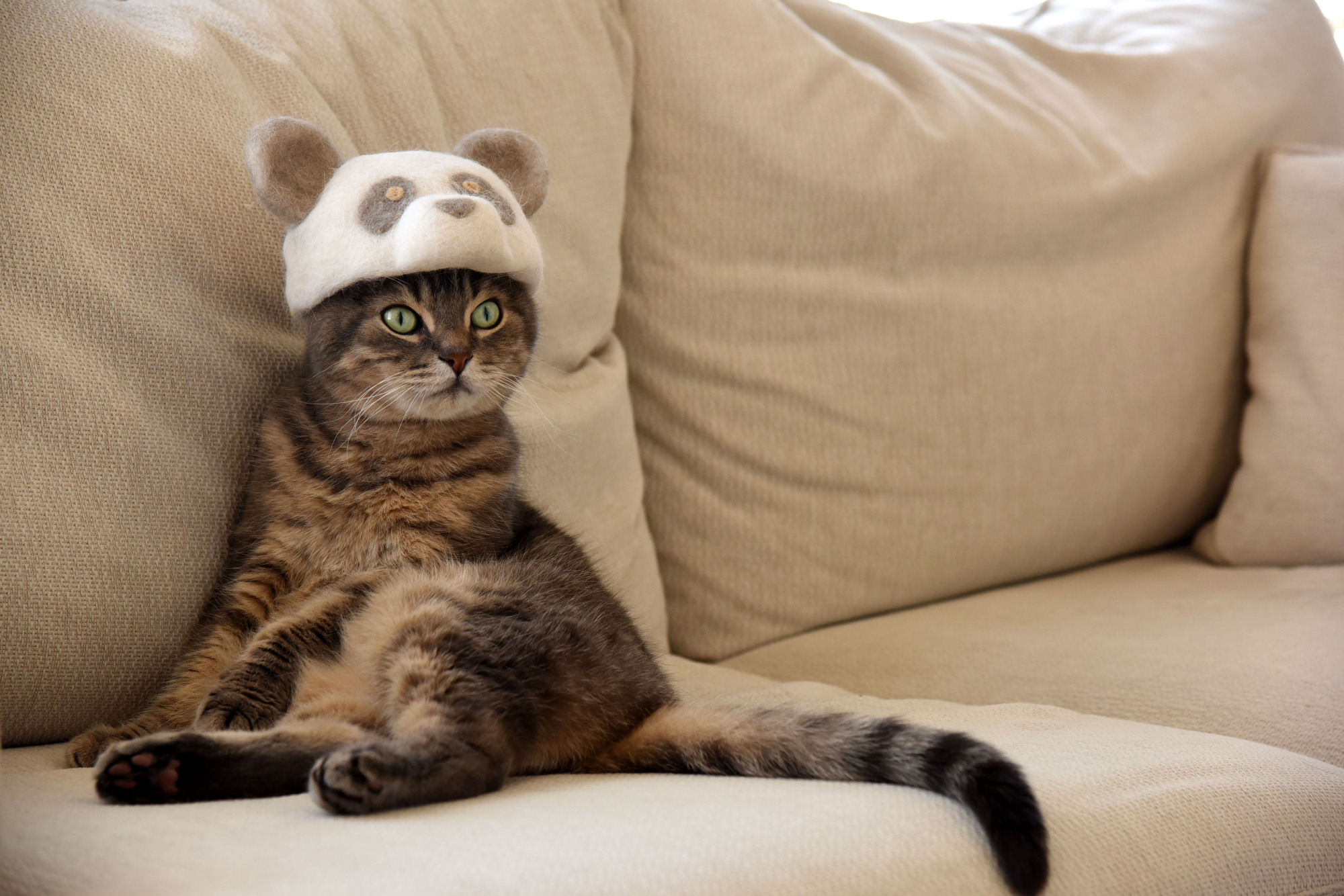 Kittens in hats on sale