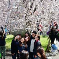 Visitors to Tokyo\'s Ueno Park take photos amid the cherry blossoms on Saturday. The Meteorological Agency announced that the famed sakura had reached full bloom the same day. | YOSHIAKI MIURA