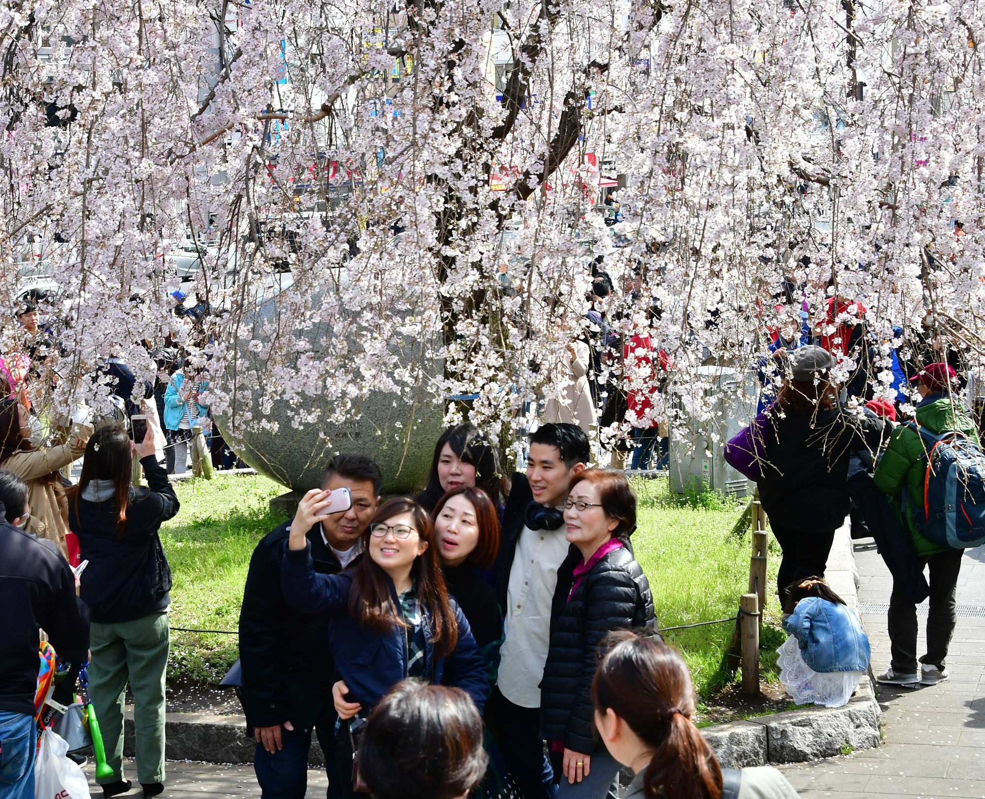 Visitors to Tokyo's Ueno Park take photos amid the cherry blossoms on Saturday. The Meteorological Agency announced that the famed sakura had reached full bloom the same day. | YOSHIAKI MIURA