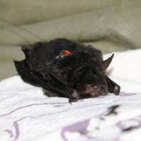 The critically endangered Yanbaru whiskered bat was discovered in a former U.S. military training area on Okinawa island, the first such sighting in 22 years. | JASON PREBLE