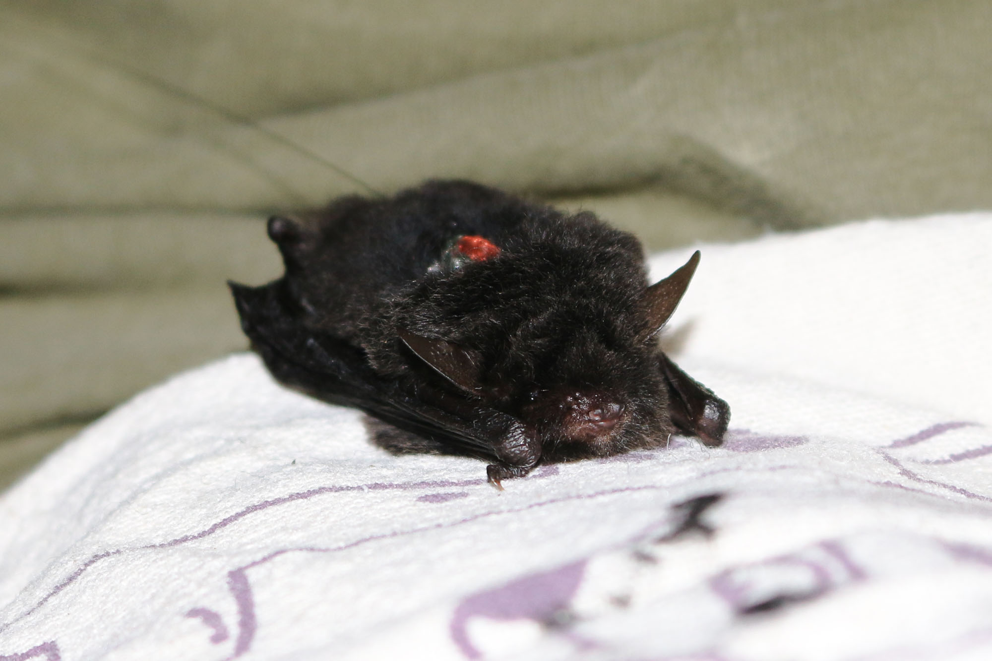 The critically endangered Yanbaru whiskered bat was discovered in a former U.S. military training area on Okinawa island, the first such sighting in 22 years. | JASON PREBLE