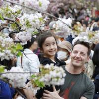 Visitors to the Japan Mint headquarters in Osaka view cherry blossoms on Wednesday as part of an annual event that has been held for more than 130 years. | KYODO