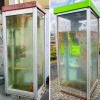 An installation in Nara Prefecture featuring a phone booth filled with water and goldfish (left) is said to resemble an earlier work (right) by artist Nobuki Yamamoto. | KYODO, NOBUKI YAMAMOTO / VIA KYODO