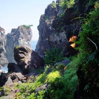 Natural bounty: Flowers cling to the lush, verdant hillside along the jagged cliffs of the Jogasaki Coast. | ANDREW CURRY