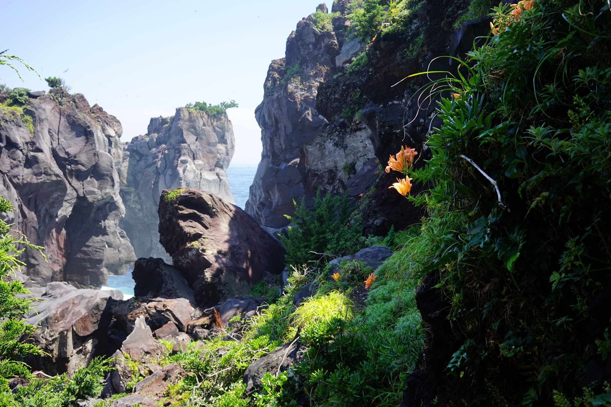 Natural bounty: Flowers cling to the lush, verdant hillside along the jagged cliffs of the Jogasaki Coast. | ANDREW CURRY