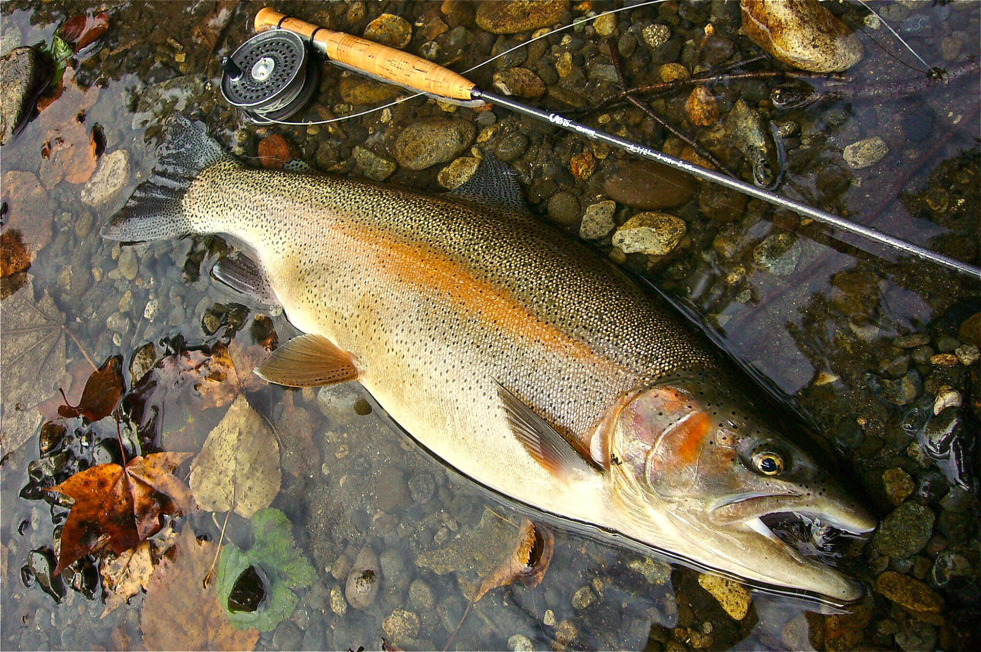 Fly-fishing in the remote reaches of Hokkaido - The Japan Times