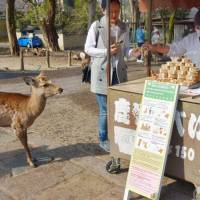 Cracker addicts: A deer waits for a treat in front of a stall selling shika senbei (rice crackers for deer) in Nara. The board in front lists \"Requests from the deer.\" | KYODO