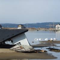 Bird watching: When debris was being cleared in Higashimatsushima, Miyagi Prefecture, just months after the Great East Japan Earthquake and tsunami, swans and other waterfowl were already appearing in abundance in the flooded land behind the shoreline. | KIMIO KAWASAKI