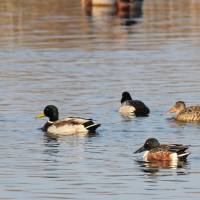 Wildlife wonders: Mallard ducks enjoy the new watery habitat on sunken coastal land at Higashimatsushima, Miyagi Prefecture. | KIMIO KAWASAKI