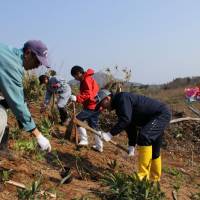 Mutsu fishermen planting trees. | CITY OF MUSTU