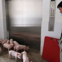 A worker waits for an elevator to transport young piglets in the Guangxi Yangxiang\'s high-rise pig farm on March 21. | REUTERS