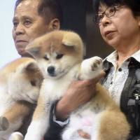 The Akita puppy that is to be given to Russian Olympic champion figure skater Alina Zagitova is shown to the public in Odate, Akita Prefecture, on Thursday. | KYODO