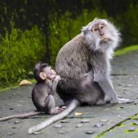 Japanese researchers have succeeded in impregnating a monkey that received a uterus transplant. | GETTY IMAGES