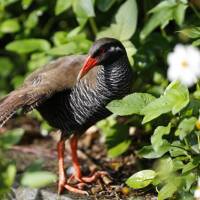 A government panel Monday called for the inclusion of a large parcel of forest in northern Okinawa, including land returned by the U.S. military, into Yambaru National Park. The area hosts endangered species such as this Okinawa rail, seen in April in Kunigami, Okinawa. | KYODO