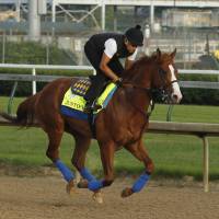 Justify, ridden by exercise rider Humberto Gomez, gallops at Churchill Downs in Louisville, Kentucky, last Saturday. Justify is getting ready for the Belmont Stakes and a possible Triple Crown in New York on June 9. | AP