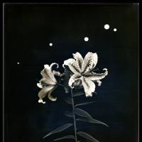 \"Radioactive Lilies, Iitate Village, Fukushima\" (2011) | TAKASHI ARAI