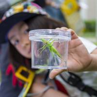 A participant shows a grasshopper during the Discover Biodiversity in the City Tour in Tokyo on May 19.  | MORI BUILDING CO.