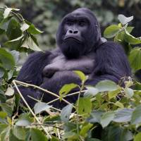 Gihishamwotzi, 18, a silverback high mountain gorilla, rests atop a tree in the Volcanoes National Park near Kinigi, northwestern Rwanda, on Jan. 9. | REUTERS