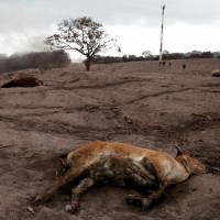 A dead calf is seen at an area affected by the eruption of the Fuego volcano at El Rodeo in Escuintla, Guatemala, Wednesday. | REUTERS