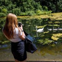 A woman swans with their signets in St. James\'s Park in London on Monday. | AFP-JIJI