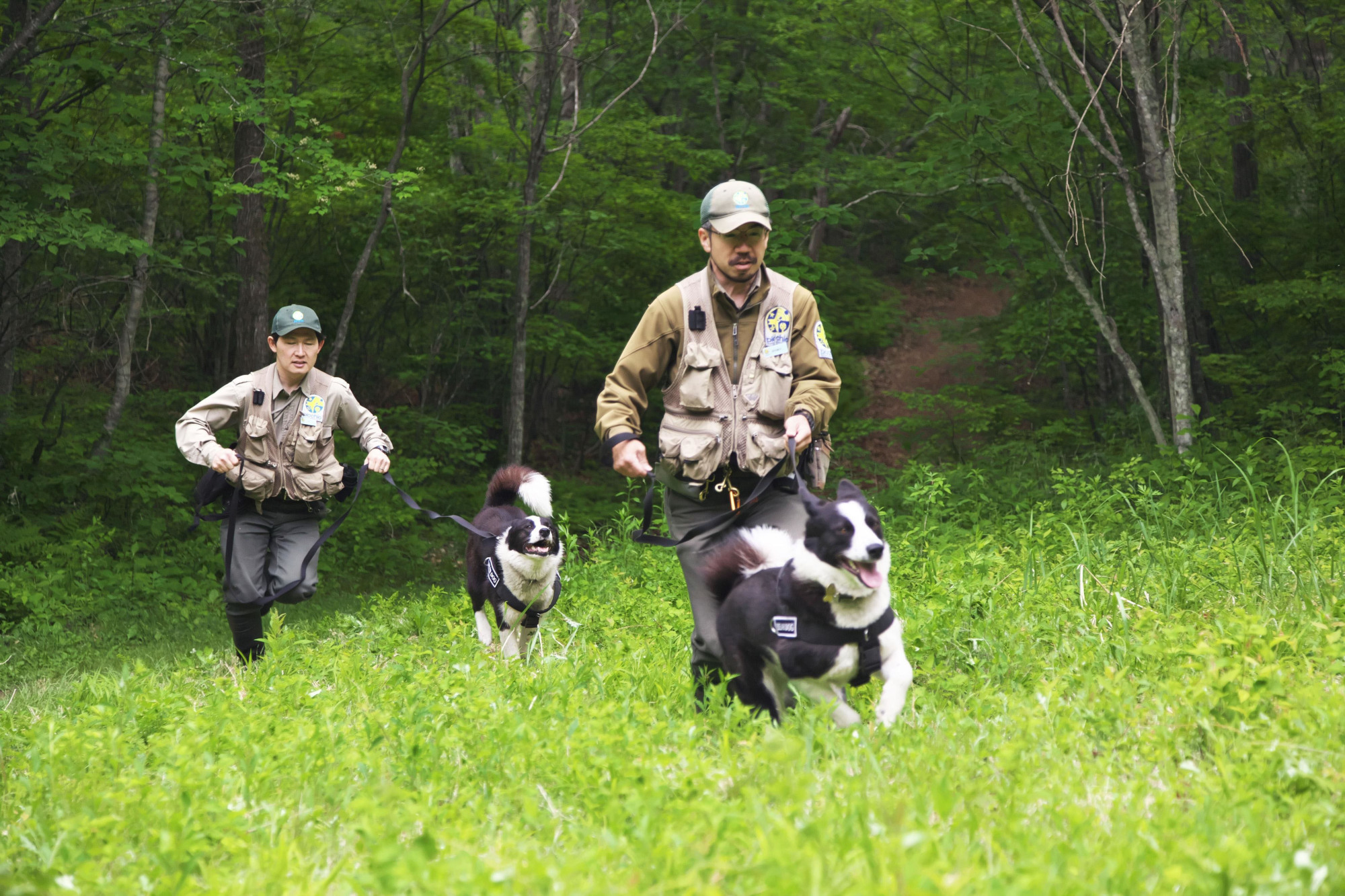 Handler Jumpei Tanaka (right) works with a Karelian bear dog in Karuizawa, Nagano Prefecture. Picchio, a nonprofit organization devoted to conserving bears, raises and trains Karelian dogs to chase bears away from residential areas. | COURTESY OF PICCHIO / VIA KYODO