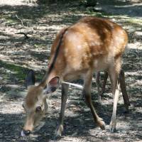A deer in Nara City has what seems to be a paper dart lodged in its neck. | THE FOUNDATION FOR THE PROTECTION OF DEER IN NARA
