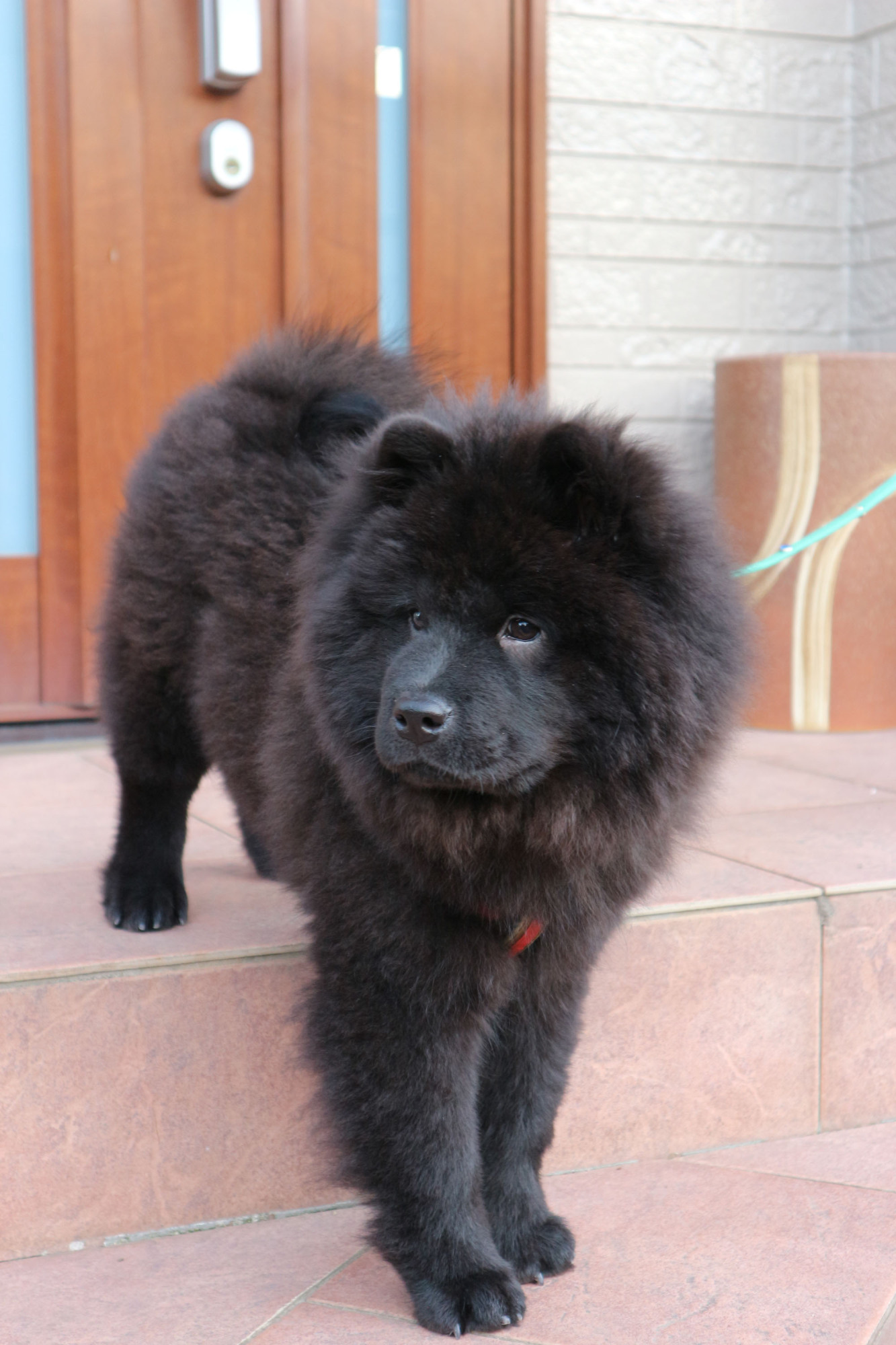 Chow store chow adoption