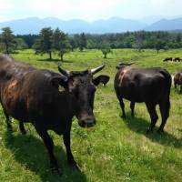 Tottori Wagyu\'s breeding cows are nurtured in stress-free rangeland. | TOTTORI PREFECTURE
