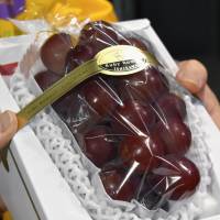 This bunch of premium table grapes drew a bid of ¥1.10 million at an auction in Kanazawa, Ishikawa Prefecture, on Tuesday. | KYODO