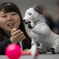 An attendee plays with Sony\'s robotic Aibo dog during a sales launch in Tokyo on Jan. 11. | BLOOMBERG
