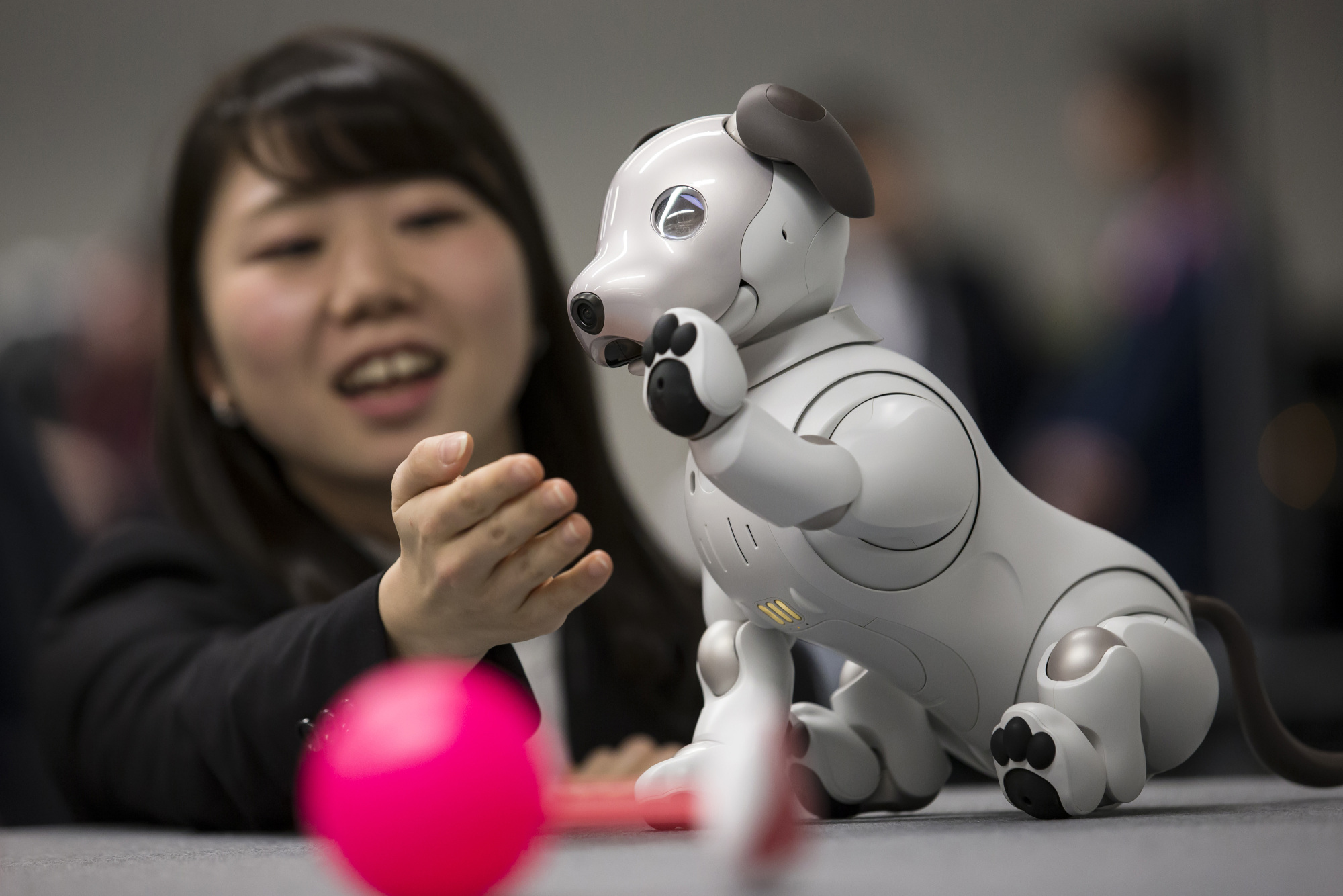 An attendee plays with Sony's robotic Aibo dog during a sales launch in Tokyo on Jan. 11. | BLOOMBERG