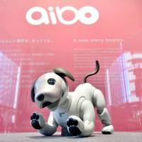Sony Corp.\'s robotic dog Aibo is displayed at the company\'s headquarters in Minato Ward, Tokyo, in January. | KYODO