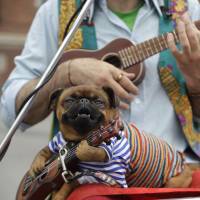 A dog sits in the lap of a street musician on Wednesday in St. Petersburg, Russia, during the 2018 soccer World Cup. | AP