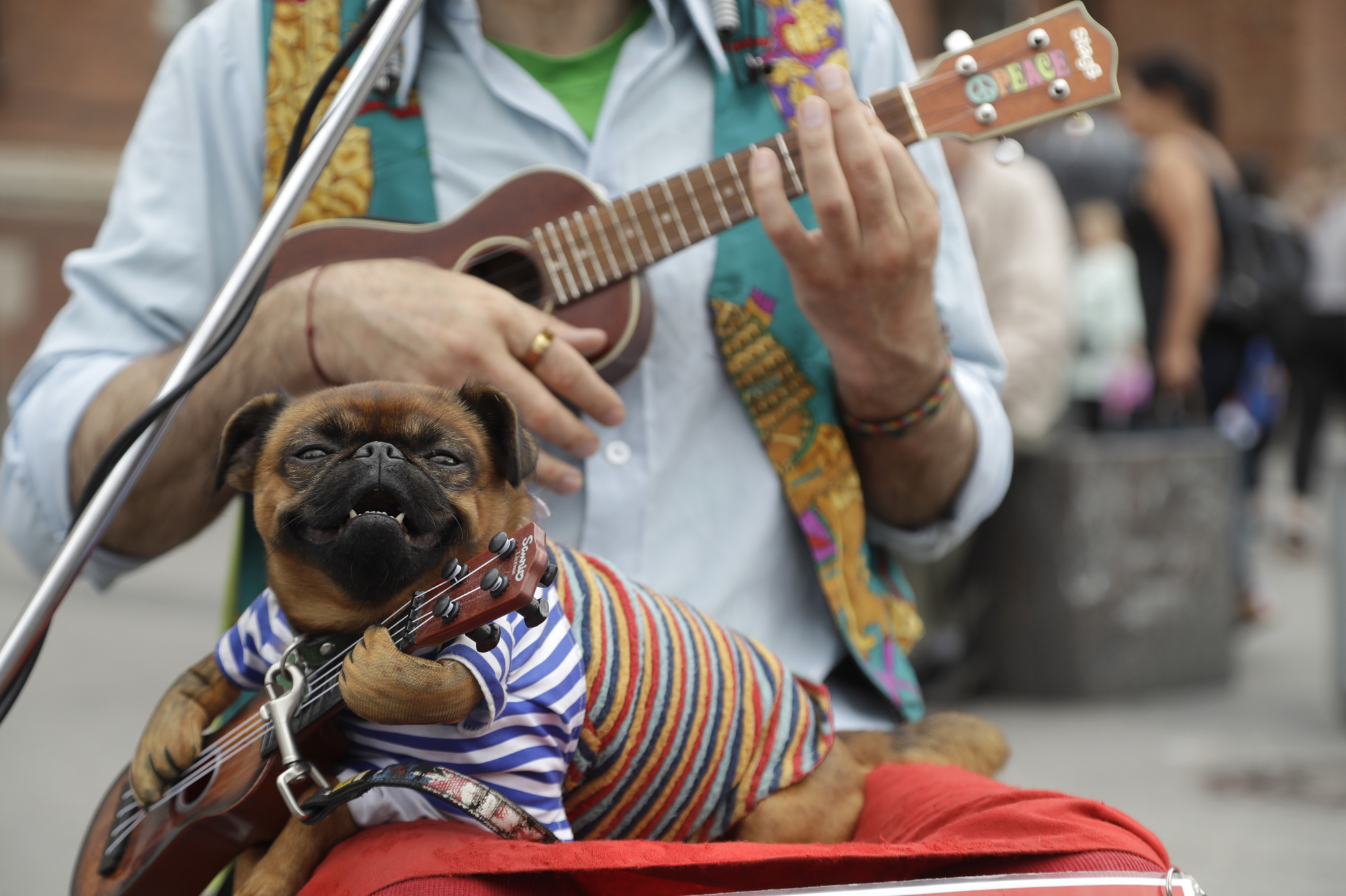 A dog sits in the lap of a street musician on Wednesday in St. Petersburg, Russia, during the 2018 soccer World Cup. | AP